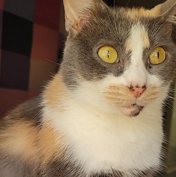 Meet your Posher, Oni Dero Design & Disney Personal Shopper - Picture 1 of 4